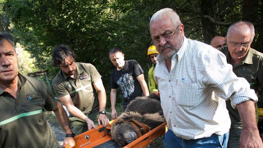 La necropsia de &quot;Primorosa&quot;, la osa muerta en Proaza, descarta intervención humana