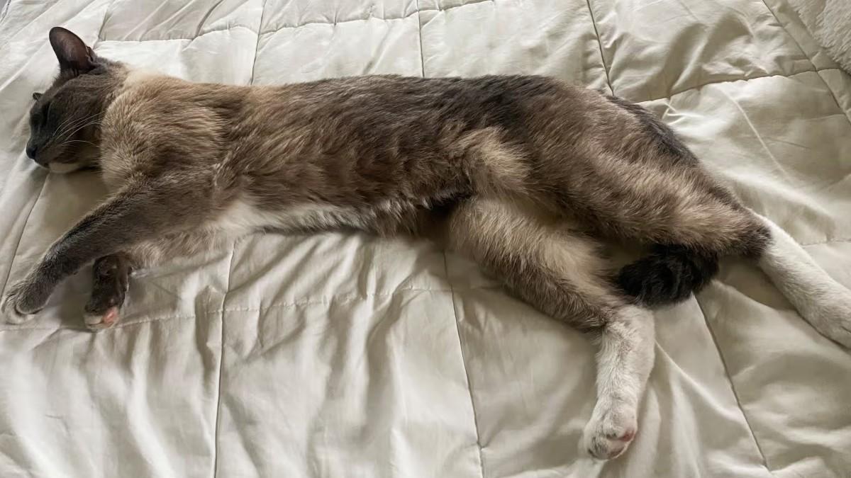 De Yellowstone a casa: el increíble viaje de un gato perdido que recorrió más de 1.400 kilómetros 99 Merca2.es Un mensaje de esperanza