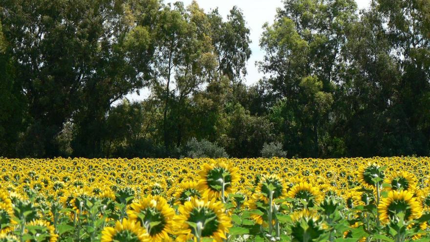 El verde de los girasoles ya está floreciendo de intenso amarillo y aporta una nota de color a la Campiña.