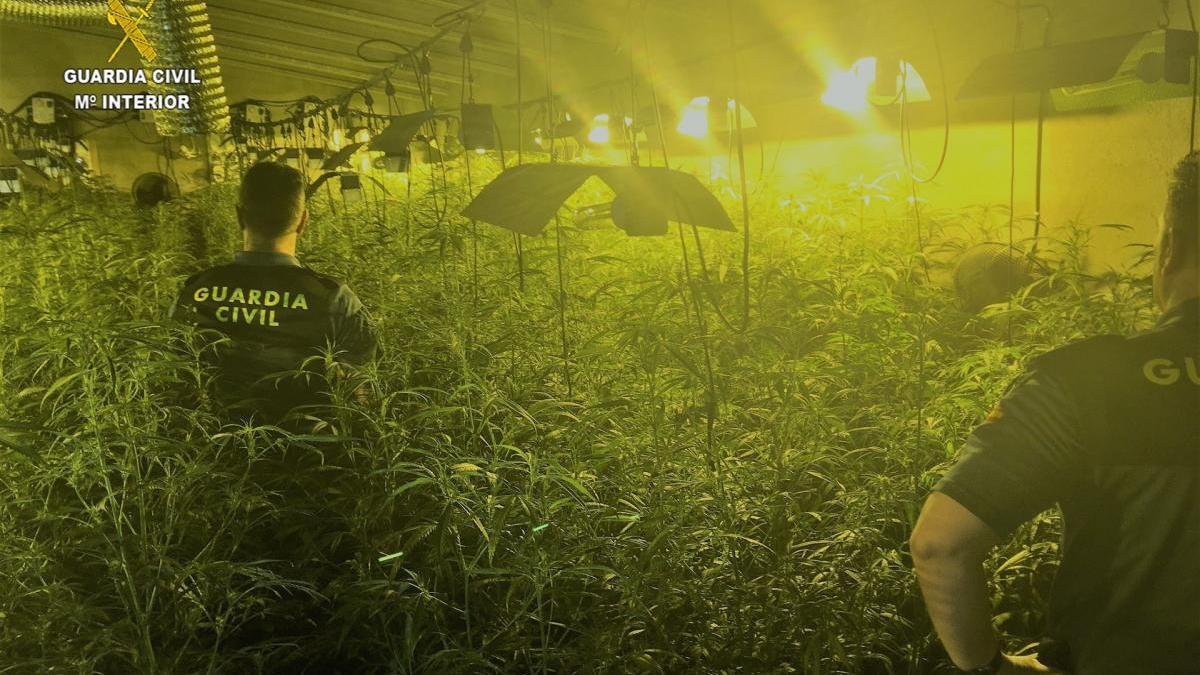 A prisión por cultivar 810 plantas de marihuana en una nave de Casas de Don Gómez