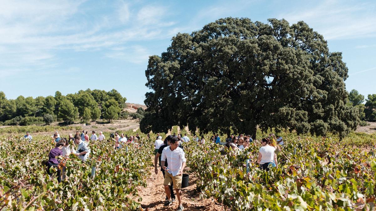 La finca &#039;El Renegado&#039; cuenta con 200 hectáreas de viñedo.