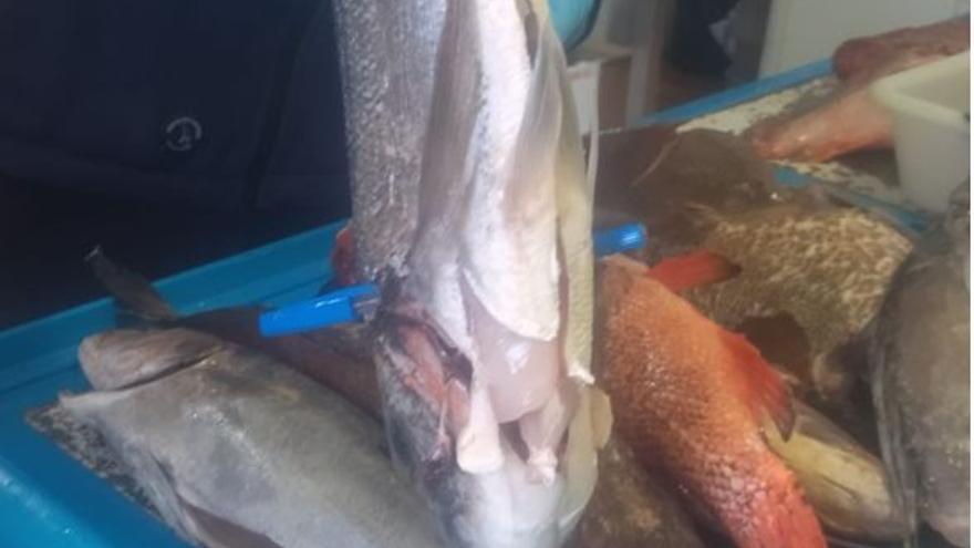 Detectan pescado procedente de la pesca recreativa en varios restaurantes de Ibiza