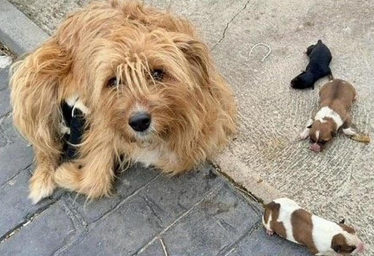 La madre con los cachorros tras el rescate.