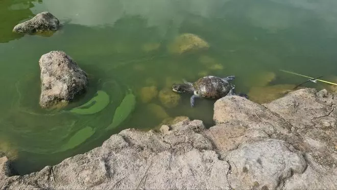 Preocupación en Tavernes por el tono verdoso del lago de la Goleta: el ayuntamiento invertirá 250.000 euros en dragarlo