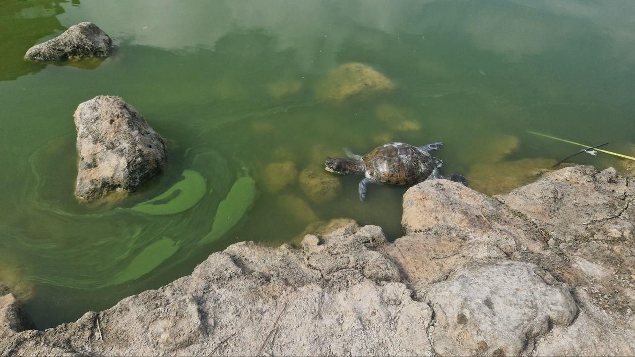 Agua verdosa y una tortuga muerta en el lago.