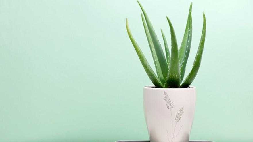 Aloe Vera, una de las plantas que te ayudarán a dormir mejor