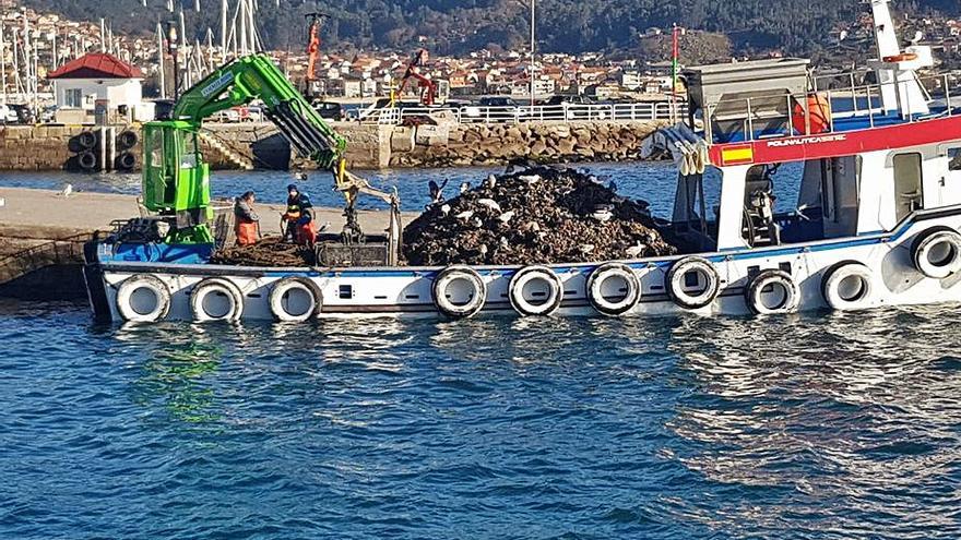 Producto para su venta en fresco en el muelle de Moaña. |   // G.N.