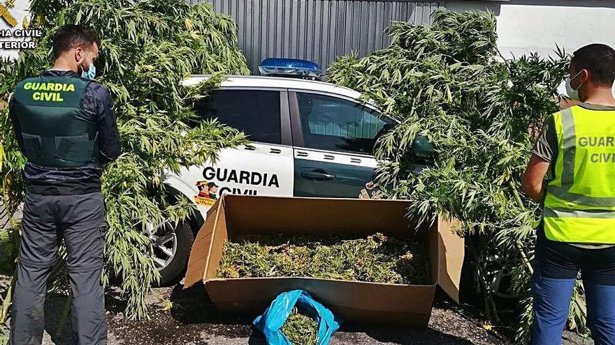 Plantación incautada al vecino de Salceda.