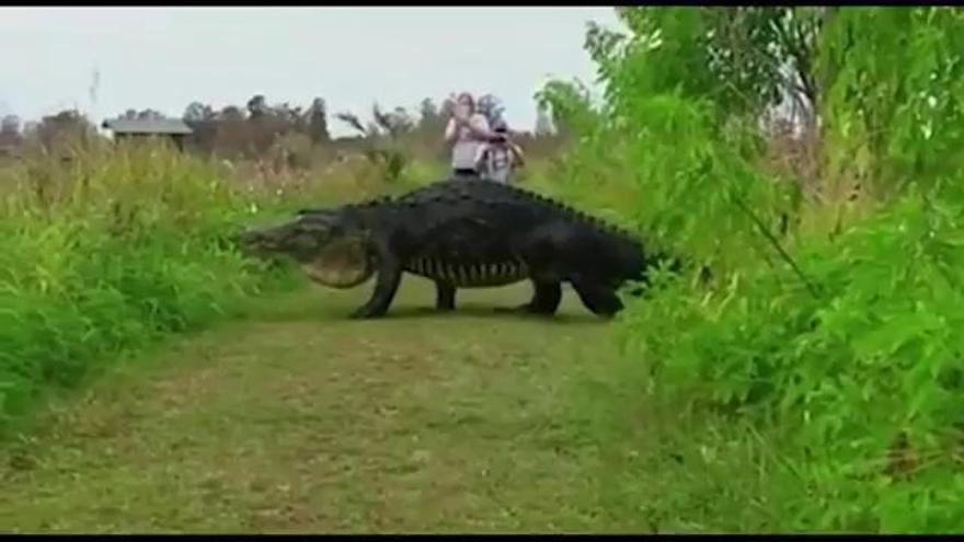 Un enorme caimán sorprende a unos turistas en Florida