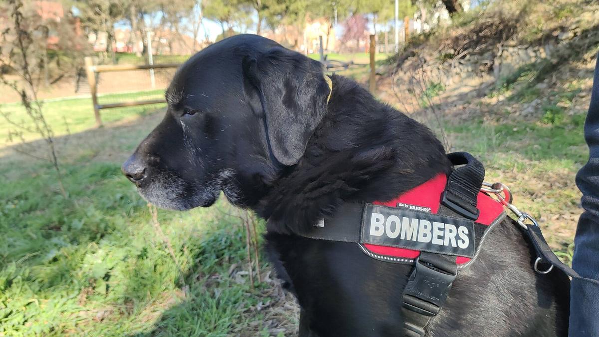 El Xot i el seu guia Andreu Morera, del Grup Caní de Recerca de Bombers El Xot i el seu guia Andreu Morera, del Grup Caní de Recerca de Bombers