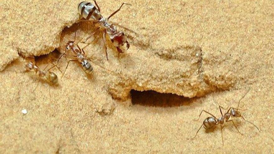Las hormigas son el tercer animal más veloz del planeta