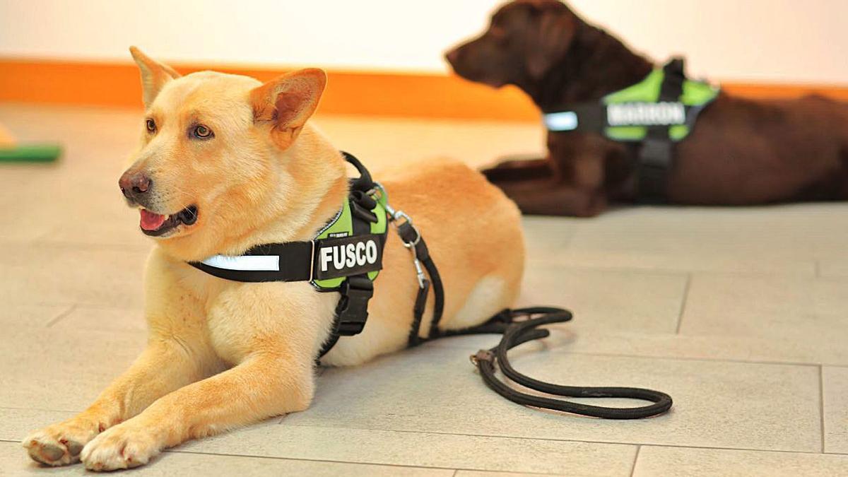 El perro Fusco, en una imagen de 2017.   | // LOC