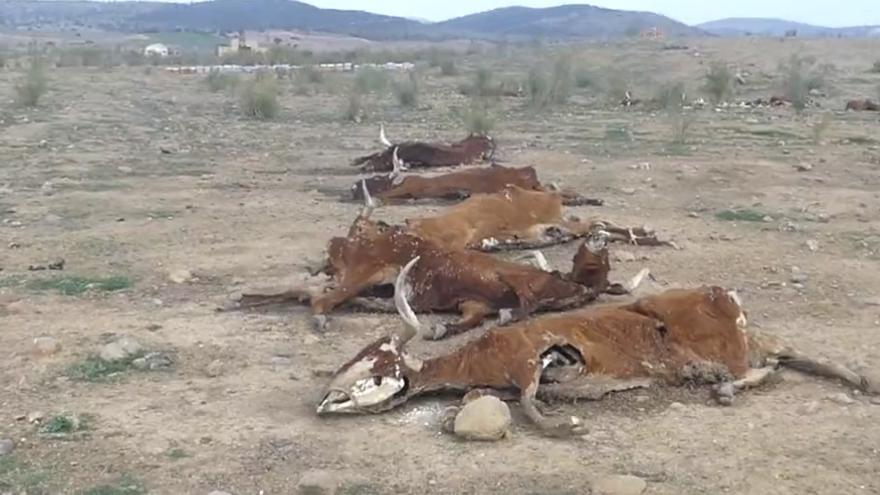 Imagen de las vacas muertas difundida por Pacma en sus redes sociales.