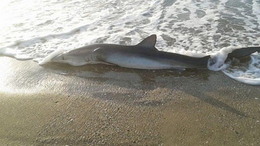 Un tiburón en la orilla de la playa del Castillo de Fuengirola.