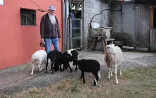 La oveja más fértil de A Veiga