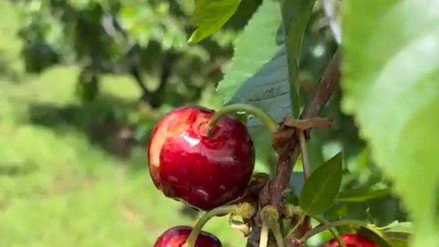 Cerezas dañadas por el agua en el Valle de el Jerte.