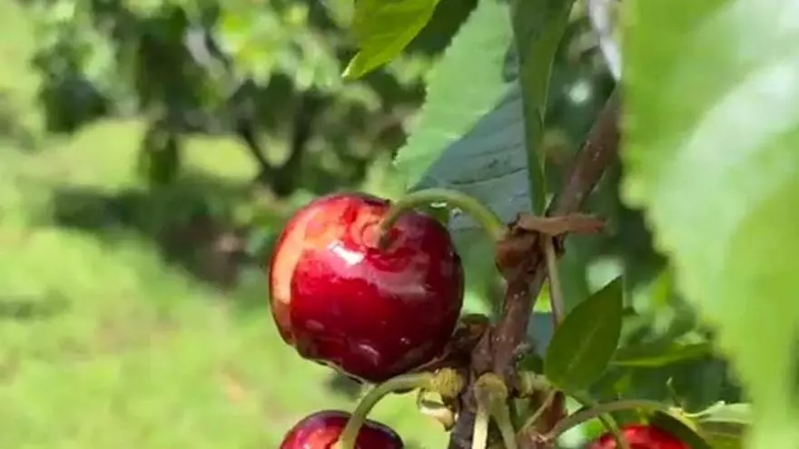 Cerezas dañadas por el agua en el Valle de el Jerte.