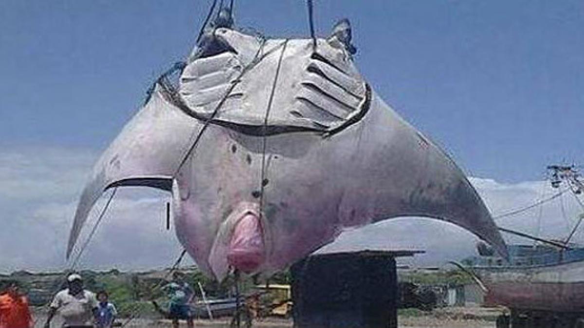 Pescadores trasladan la mantarraya gigante, en la caleta La Cruz, en Perú.