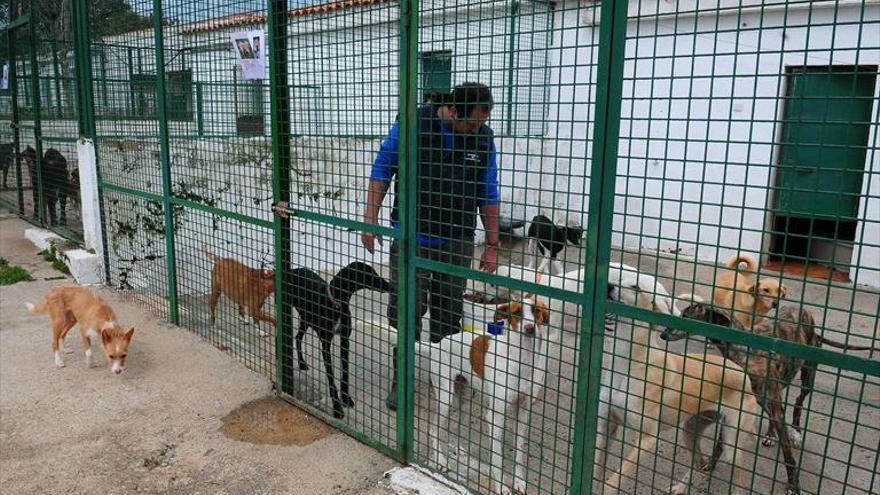 El refugio de animales ya no puede acoger más perros abandonados