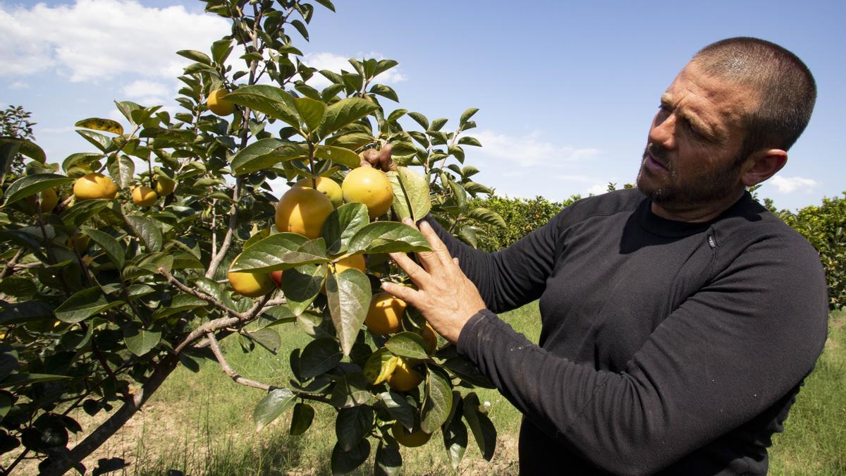 Agricultor recolectando caquis en Algemesí.