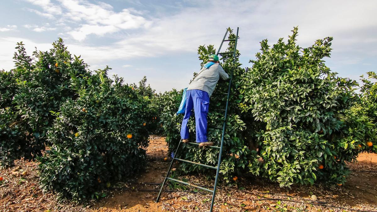 Tareas de recogida de la naranja en una finca de la Vega del Guadalquivir.