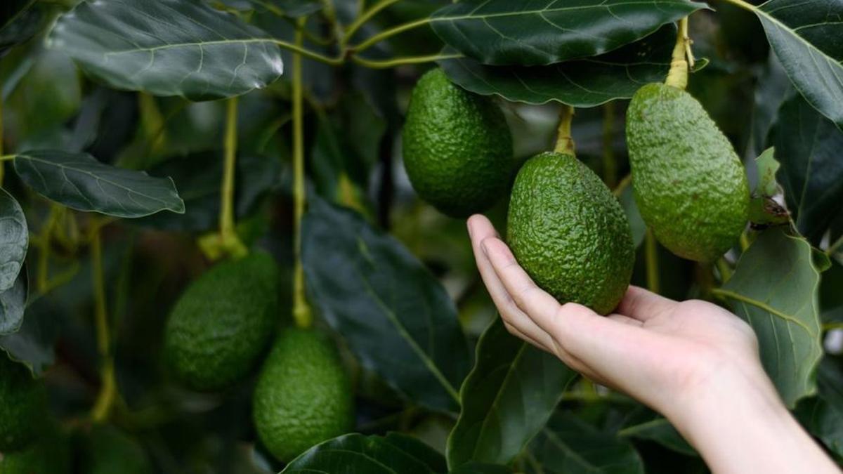 África o Colombia aportan nuevas superficies para estepreciado cultivo.