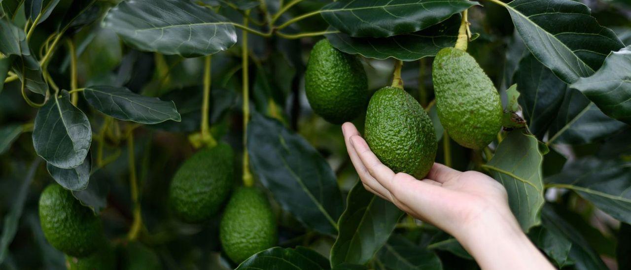 África o Colombia aportan nuevas superficies para estepreciado cultivo.