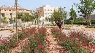 L’Alcúdia transforma un descampado en un parque lleno de árboles y flores