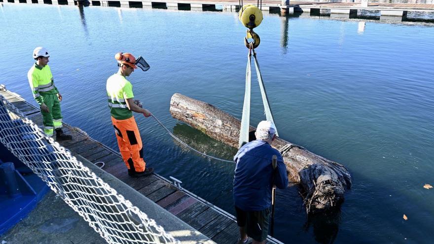 Retirado un árbol que navegaba por el Lérez hacia la ría | RAFA VÁZQUEZ