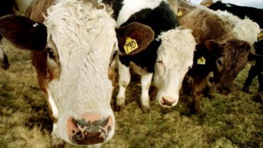 Las vacas que reciben un nombre del granjero dan más leche