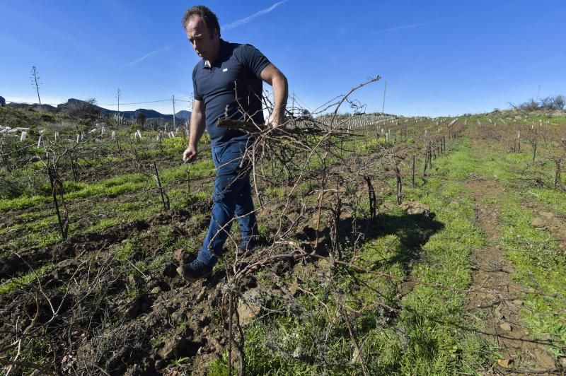 Nuevas fincas de vides en Tejeda