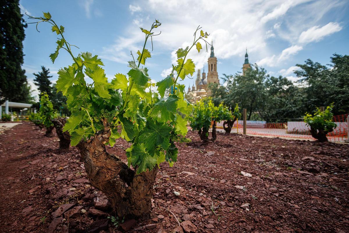 El Parque de Macanaz será el escenario principal del Festival de la Garnacha.