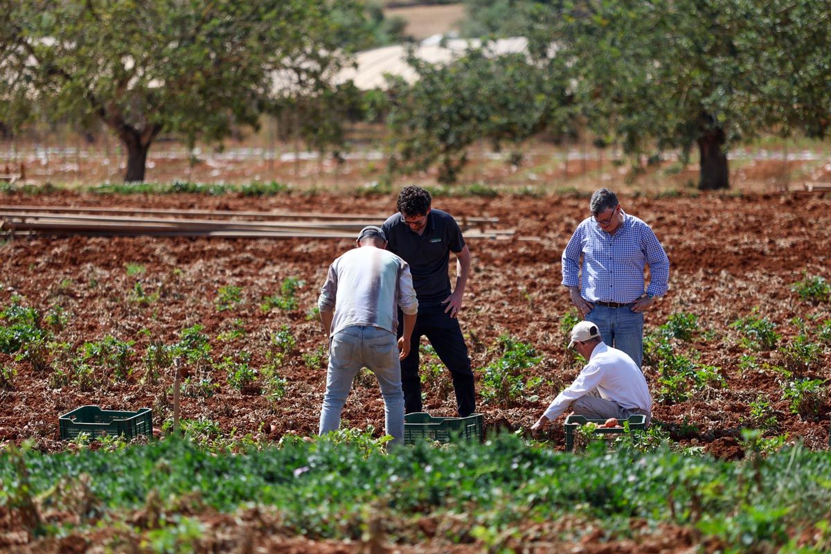 Galería: Los productores de Ibiza recogerán 2,7 millones de kilos de patata en 2025