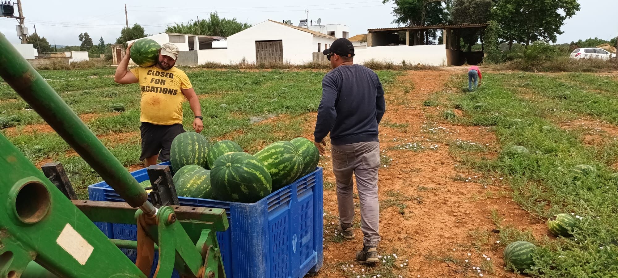 Galería de imágenes del aumento de ventas de la sandía ibicenca