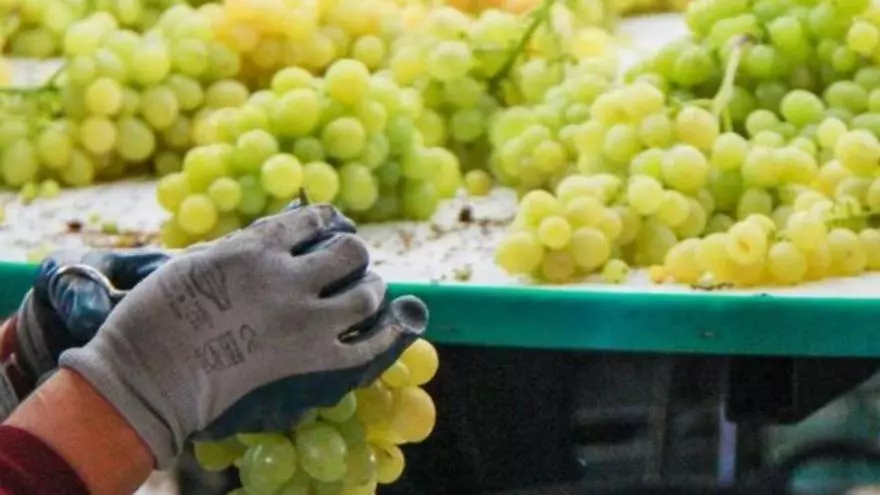 La sequía dispara este año el precio de las uvas de Nochevieja