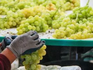 La sequía dispara este año el precio de las uvas de Nochevieja