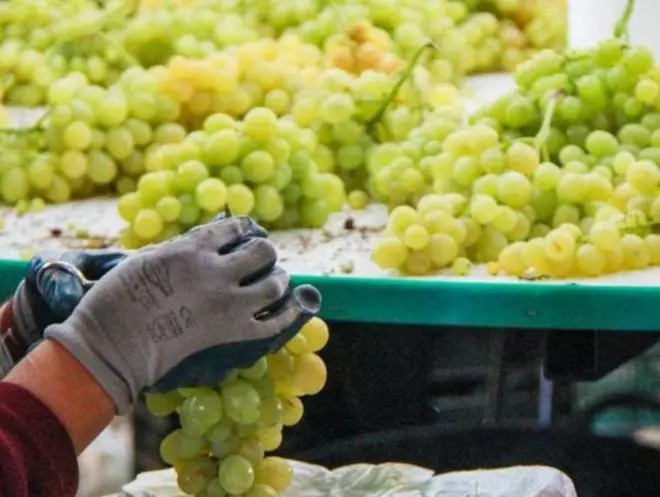La sequía dispara este año el precio de las uvas de Nochevieja
