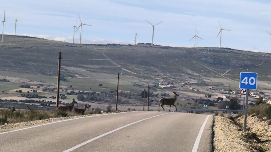 Olmillos de Castro albergará un parque eólico de hibridación con 21 millones de inversión
