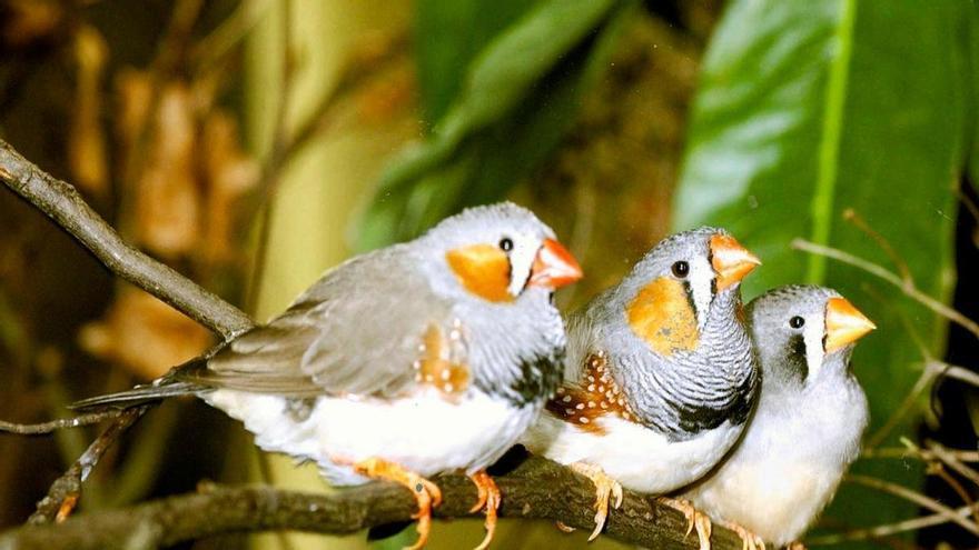 El pequeño pájaro que acaba de explicar por qué tu cerebro se niega a regenerarse