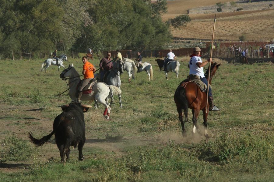 Encierro taurino en San Miguel de la Ribera