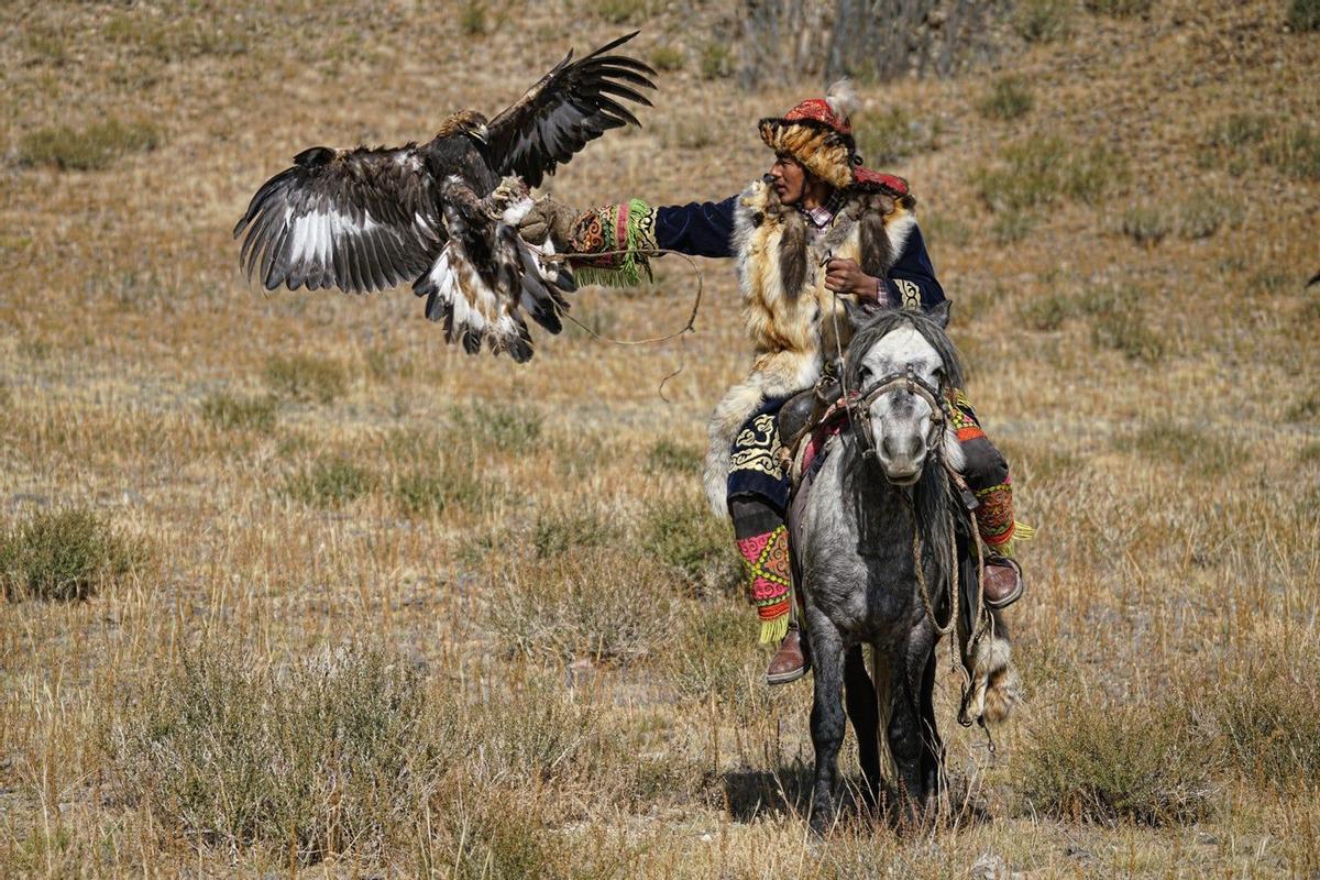 Altai, mongolia, águilas