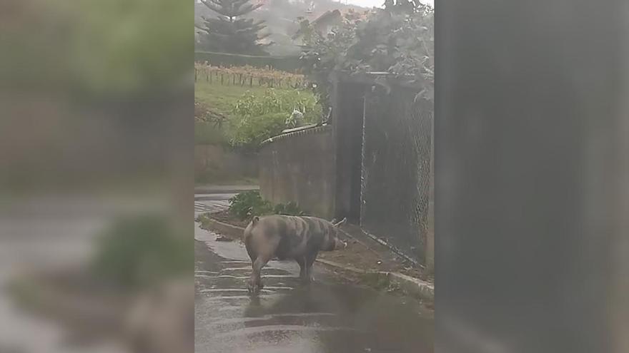 Un cerdo se escapa de su corral en Bueu y sucede esto...