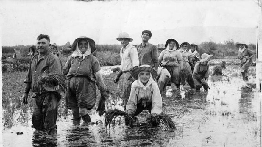 La historia del arroz de sa Pobla: 125 años de cultivo y tradición