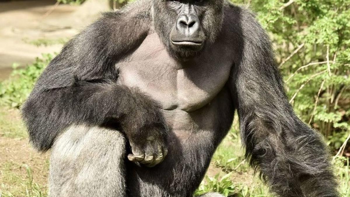 El gorila Harambe, en una imagen facilitada por el zoo de Cincinatti.