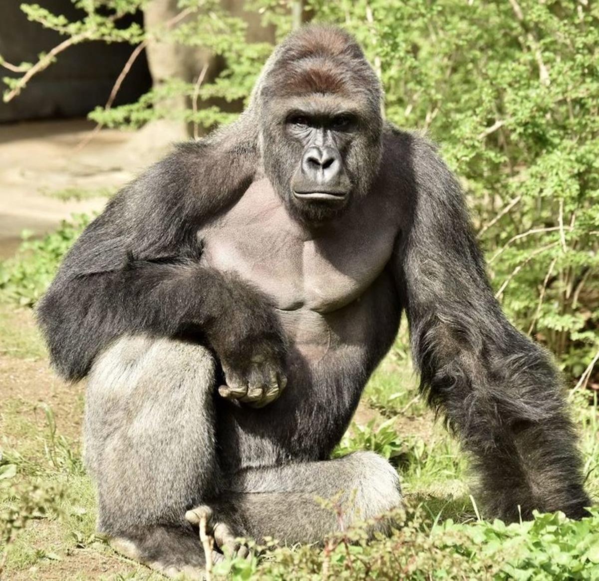. Cincinatti (United States), 29/05/2016.- An undated handout photo priovded by Cincinatti Zoo on 29 May 2016 shows a Western lowland gorilla named Harambe at the gorilla enclosure of Cincinnati zoo in Cincinnati, Ohio, USA. On 28 May 2016, zoo officials shot and killed Harambe at Cincinnati Zoo after a 4-year-old boy climbed through a barrier and fell into the moat of the gorilla enclosure. (Estados Unidos) EFE/EPA/CINCINNATI ZOO / HANDOUT HANDOUT EDITORIAL USE ONLY/NO SALES . Cincinatti (United States), 29/05/2016.- An undated handout photo priovded by Cincinatti Zoo on 29 May 2016 shows a Western lowland gorilla named Harambe at the gorilla enclosure of Cincinnati zoo in Cincinnati, Ohio, USA. On 28 May 2016, zoo officials shot and killed Harambe at Cincinnati Zoo after a 4-year-old boy climbed through a barrier and fell into the moat of the gorilla enclosure. (Estados Unidos) EFE/EPA/CINCINNATI ZOO / HANDOUT HANDOUT EDITORIAL USE ONLY/NO SALES