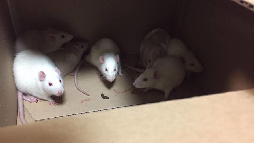 Una caja de ratones que los quintos presuntamente introdujeron en el edificio.