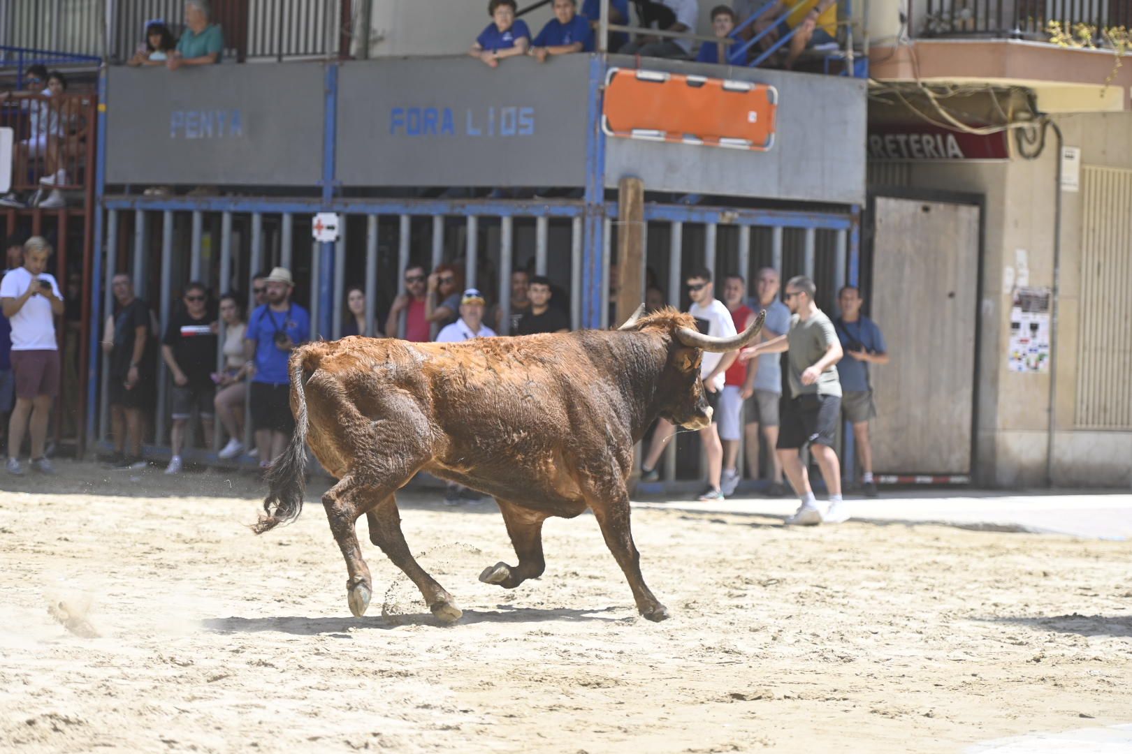 El ‘bou’ toma protagonismo mañana, tarde y noche en el Grau en fiestas