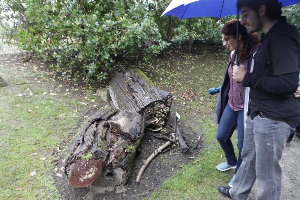 Recorrido micológico por el Jardín Botánico Atlántico