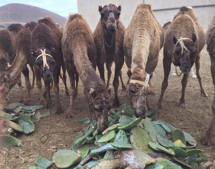 Coronavirus en Canarias | Camellos que pasean a los turistas en Timanfaya