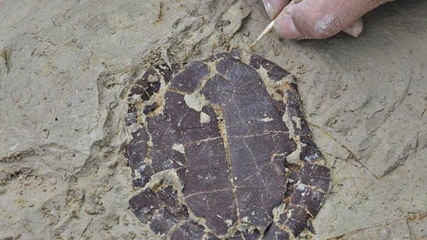 Troben restes de tritons i tortugues al jaciment del Camp dels Ninots